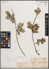 Foto von Salix caprea L. x Salix repens L.